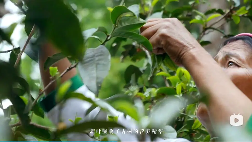 揭秘密林深处的茶树故事